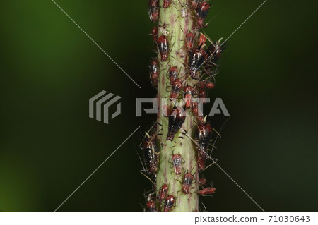Creatures, insects, Taiwanese aphids, "Taiwan", but they seem to be all over Japan. The size is about two and a half millimeters Creatures, insects, Taiwanese aphids, "Taiwan", but they seem to be all over Japan. The size is about two and a half millimeters 71030643