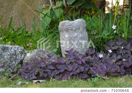Oxalis·Trian Grasse Oxalis·Trian Grasse 71030648