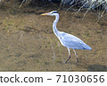 White heron standing in the river 71030656