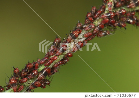 Creatures Insects It seems to attach to Taiwan Higenaga aphids and Asteraceae sowthistles. Naturally pests on lettuce 71030677