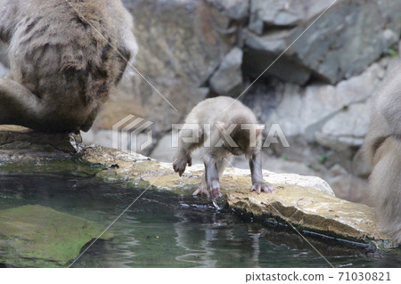 地獄谷野猴公園的小猴子在露天洗澡 地獄谷野猴公園的小猴子在露天洗澡 71030821