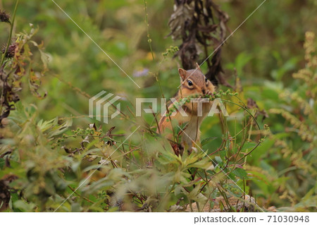 [Nagano Prefecture] Yashimagahara Wetland Chipmunk 71030948