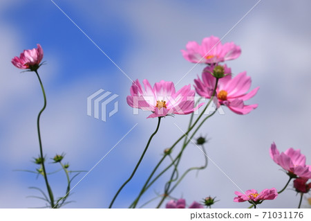[Kyoto] Kameoka Yume Cosmos Garden 71031176