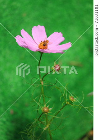 [Kyoto] Kameoka Yume Cosmos Garden 71031181