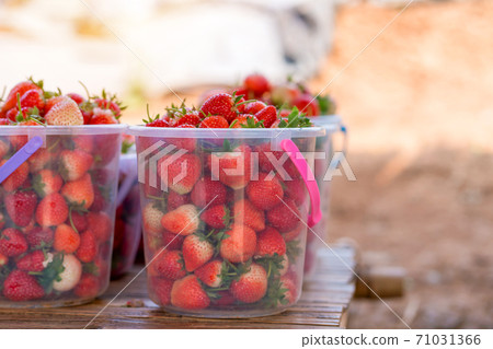 strawberry fresh natural fruit in trays from a strawberry field 71031366