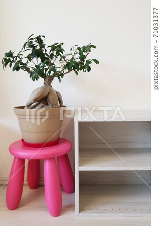 簡單的白色架子和觀葉植物 簡單的白色架子和觀葉植物 71031377