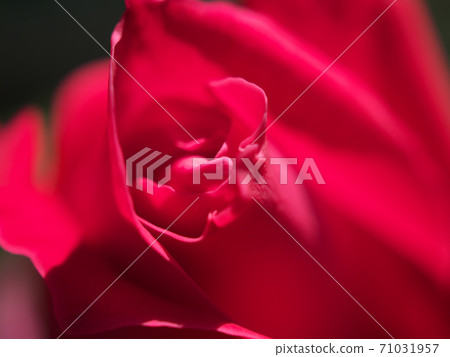 一朵紅玫瑰花的尖端的微距照片(品種名稱:愛) 一朵紅玫瑰花的尖端的微距照片(品種名稱:愛) 71031957