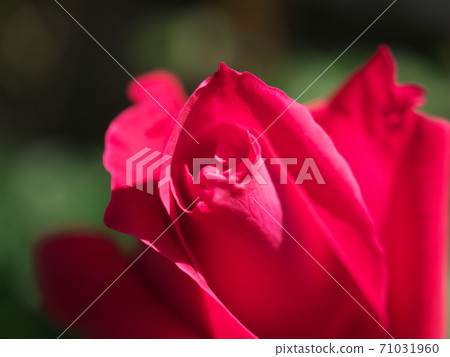 一朵紅玫瑰花的尖端的微距照片(品種名稱:愛) 一朵紅玫瑰花的尖端的微距照片(品種名稱:愛) 71031960