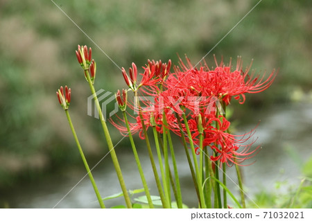 A cluster amaryllis of Ohara A cluster amaryllis of Ohara 71032021