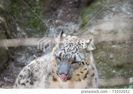 Snow leopard 71032052