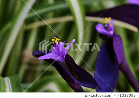 Murasakigoten flowers Murasakigoten flowers 71032092