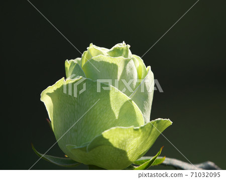 “若菜”是一朵美麗的玫瑰，白色和淺綠色的完美結合 71032095