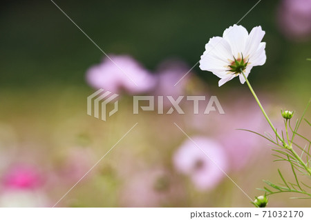 神奈川縣橫須賀市湘南三浦半島花卉名勝栗倉市花國的秋天（波斯菊/秋天的櫻花） 71032170