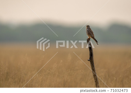 Common kestrel or european kestrel or Falco tinnunculus perched on branch during winter migration at tal chhapar sanctuary churu rajasthan india 71032473