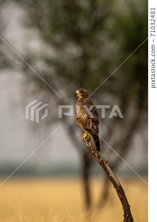 White eyed buzzard or Butastur teesa perched on a dead branch in open grassland at tal chhapar blackbuck sanctuary churu rajasthan india White eyed buzzard or Butastur teesa perched on a dead branch in open grassland at tal chhapar blackbuck sanctuary churu rajasthan india 71032481