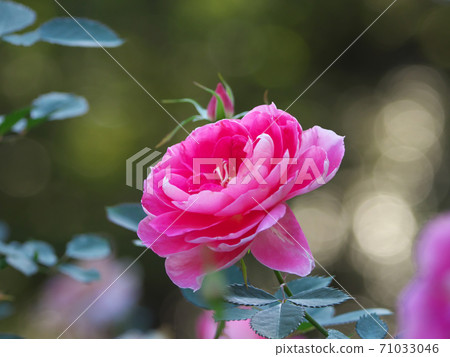 "Care-free wonder", a scenic rose with a very beautiful pink color "Care-free wonder", a scenic rose with a very beautiful pink color 71033046