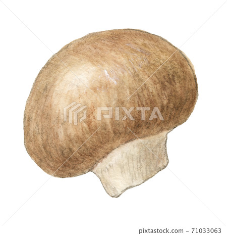 Brown mushroom mushrooms watercolor pencil drawing 71033063