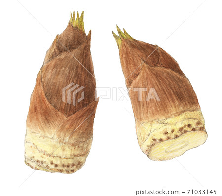 Bamboo shoots, wild plants, watercolor pencils 71033145