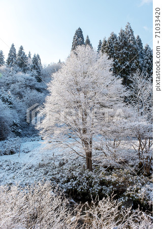 森林被輻射冷卻覆蓋著霜凍 71033420