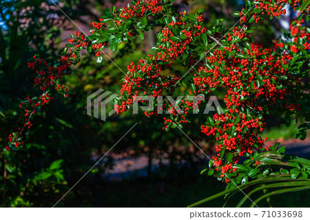 Autumn red fruit of firethorn 71033698
