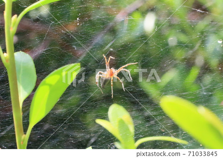 蜘蛛幼蟲 71033845