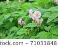 馬鈴薯花 71033848
