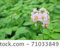 馬鈴薯花 71033849