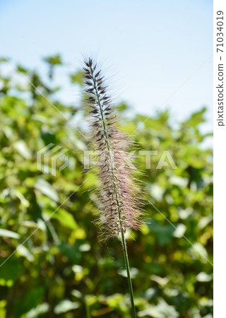 Brush-shaped spikes of Chinese fountain grass 71034019