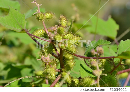 Cocklebur seeds Cocklebur seeds 71034021