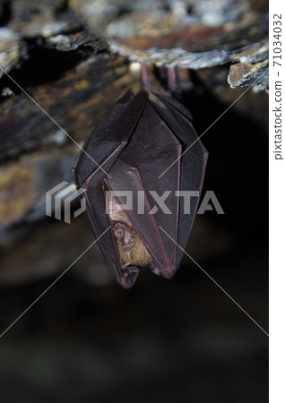Hibernating bats Hibernating bats 71034032