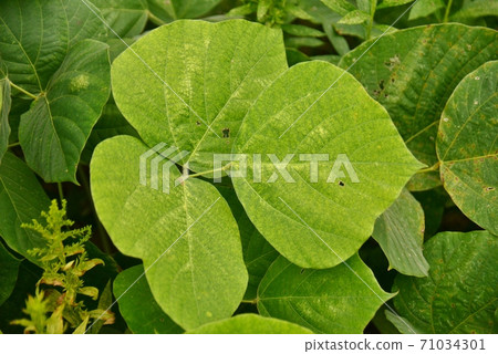 Kuzunoha的特寫 71034301