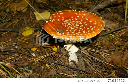 A large fly agaric among fir needles and old foliage A large fly agaric among fir needles and old foliage 71034312