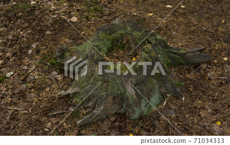 Old rotten stump in the forest overgrown with moss 71034313