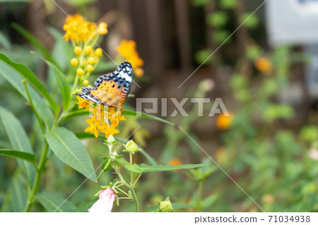 A female of a clawed claw of the claw of flower honey 71034938