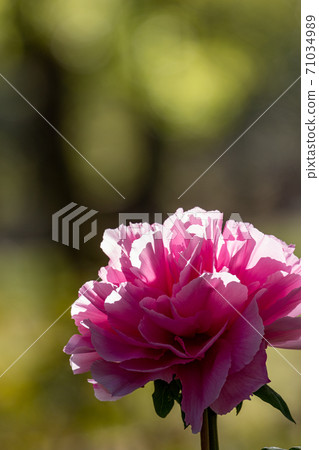 Peony 71034989