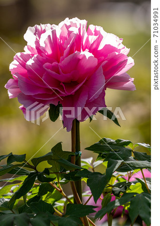 牡丹 71034991