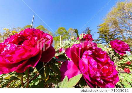Peony 71035011