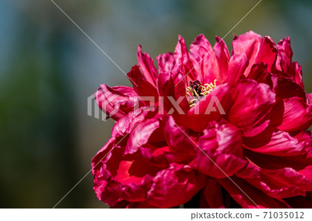 Peony 71035012