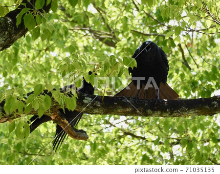 A crow that threatens this A crow that threatens this 71035135