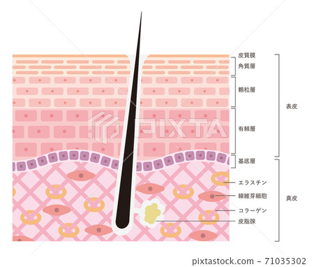 Illustration of the skin structure of the skin (epidermis and dermis) 71035302
