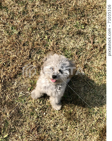 Silver poodle puppy sitting and smiling while walking in the park Silver poodle puppy sitting and smiling while walking in the park 71035316
