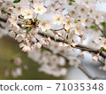 櫻花盛開 71035348