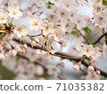 櫻花盛開 71035382