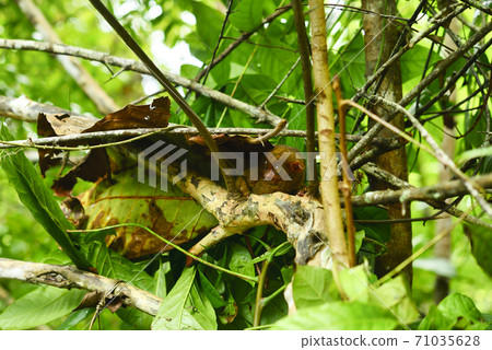 Philippine glasses 71035628