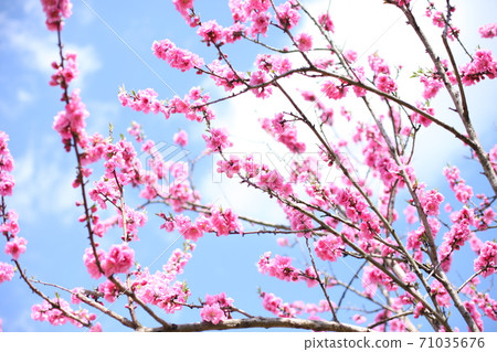 Hanamomo Hanamomo 71035676