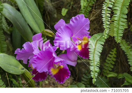 Cattleya Cattleya 71035705