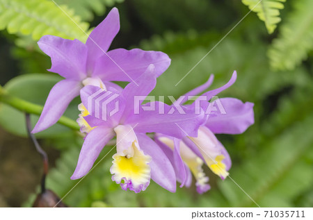 Cattleya Cattleya 71035711