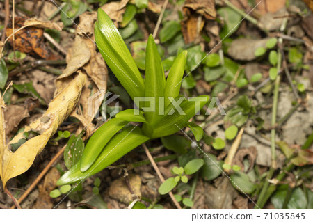 黃Higanbana發芽 黃Higanbana發芽 71035845