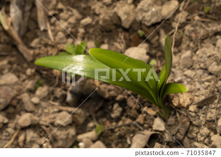 黃Higanbana發芽 黃Higanbana發芽 71035847