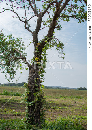藤蔓纏繞的樹 71035920